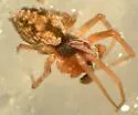 Phantyna bicornis - photo 3