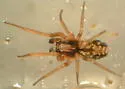 Phantyna bicornis - photo 4