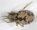 Phantyna bicornis - photo 5
