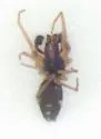 Phantyna formidolosa