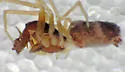 Phantyna formidolosa - photo 2