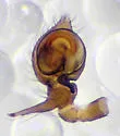 Phantyna formidolosa - photo 3