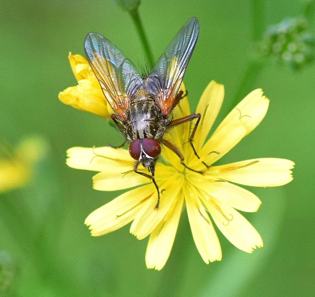 Phaonia angelicae - photo 2