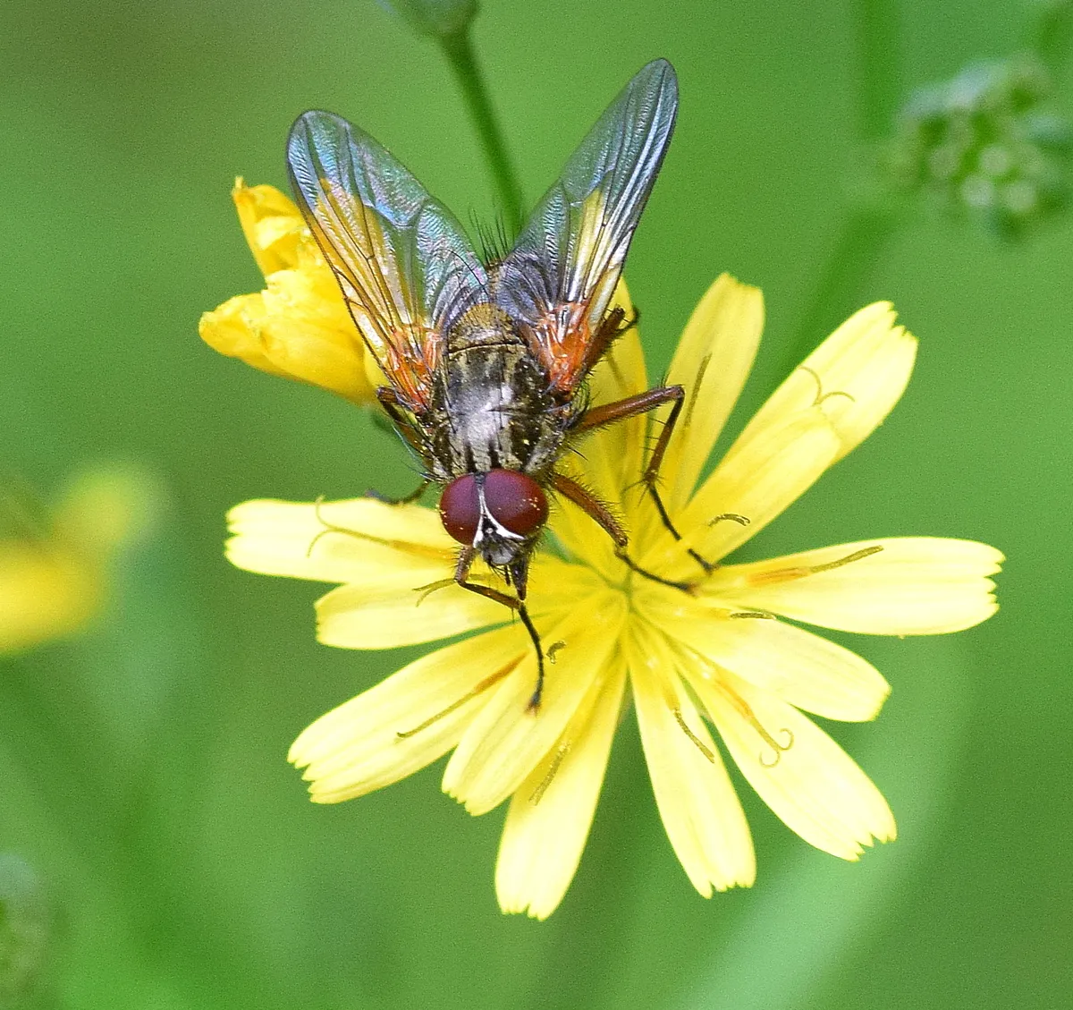 Phaonia angelicae - photo 3