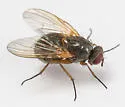 Phaonia apicata