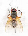 Phaonia apicata - photo 2