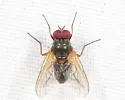 Phaonia apicata - photo 4
