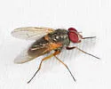 Phaonia apicata - photo 5