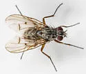 Phaonia atlanis