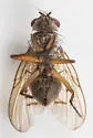 Phaonia atlanis - photo 2