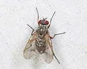 Phaonia atlanis - photo 3