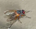 Phaonia bysia