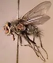 Phaonia caerulescens - photo 2