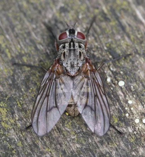 Phaonia errans