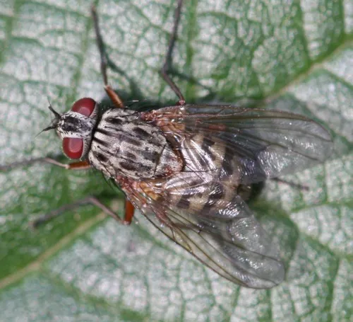 Phaonia errans - photo 2