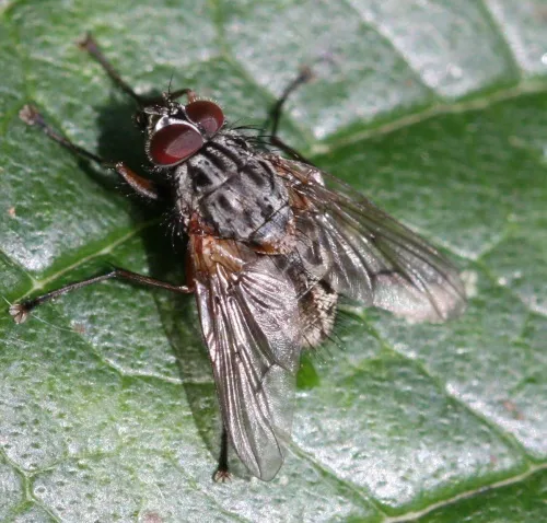 Phaonia errans - photo 3