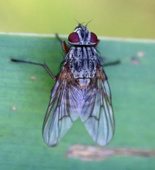 Phaonia errans - photo 4