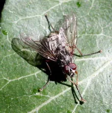 Phaonia errans - photo 5