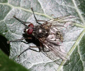Phaonia errans - photo 6