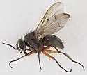 Phaonia fuscana