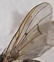 Phaonia fuscana - photo 2