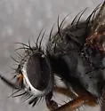 Phaonia fuscana - photo 3