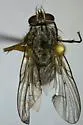 Phaonia fuscana - photo 4