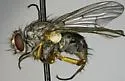 Phaonia fuscana - photo 5