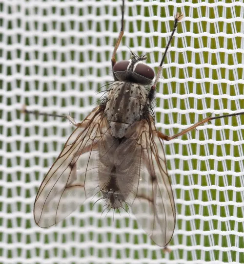 Phaonia fuscata