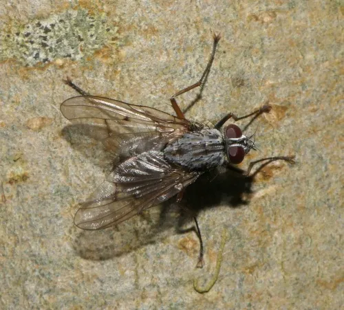 Phaonia fuscata - photo 2