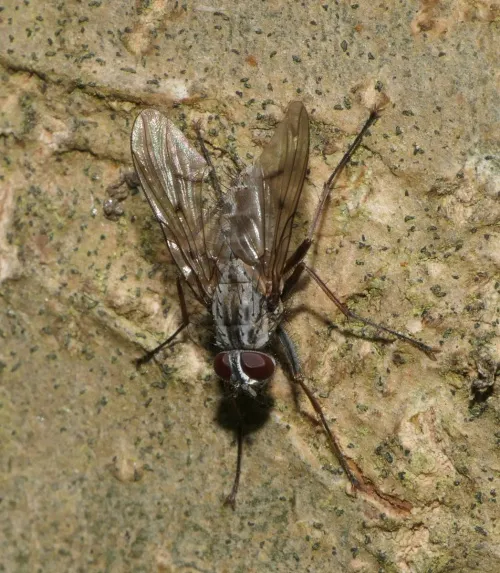 Phaonia fuscata - photo 3