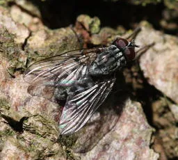 Phaonia gobertii