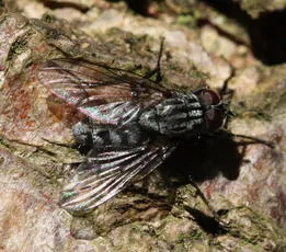 Phaonia gobertii - photo 2