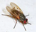 Phaonia houghii
