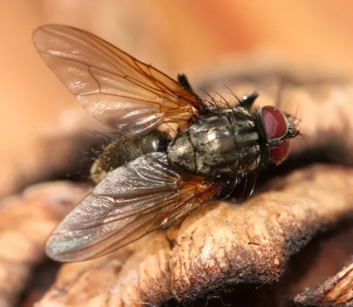 Phaonia incana