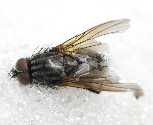 Phaonia incana - photo 2