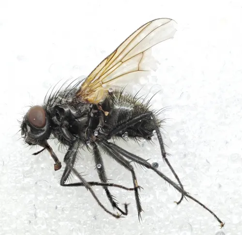 Phaonia incana - photo 3