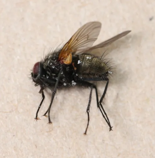 Phaonia incana - photo 4