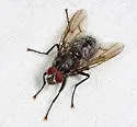 Phaonia nigricans