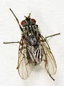 Phaonia nigricans - photo 3