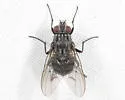 Phaonia nigricans - photo 4