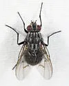 Phaonia nigricans - photo 5