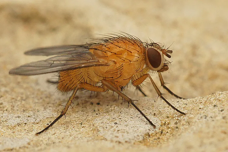 Phaonia pallida - photo 2