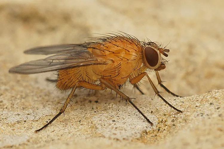 Phaonia pallida - photo 3