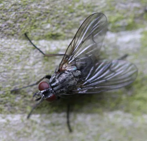 Phaonia palpata - Phaonia palpata