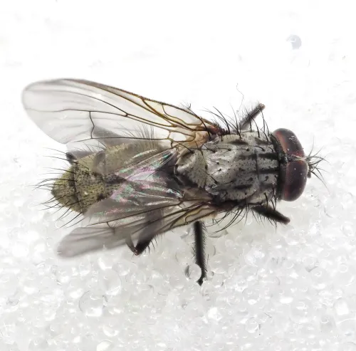 Phaonia palpata - photo 2