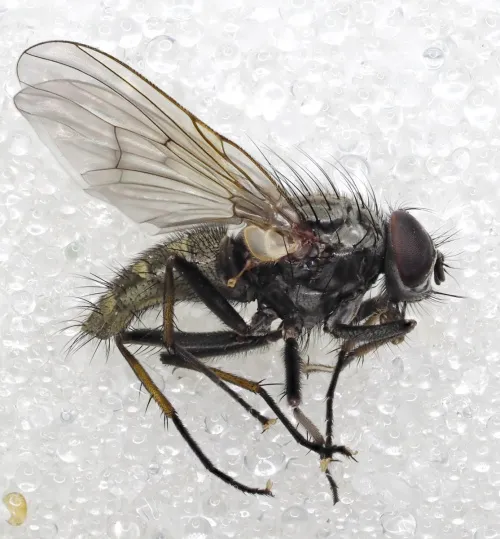 Phaonia palpata - photo 3