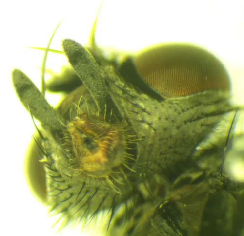Phaonia palpata - photo 4