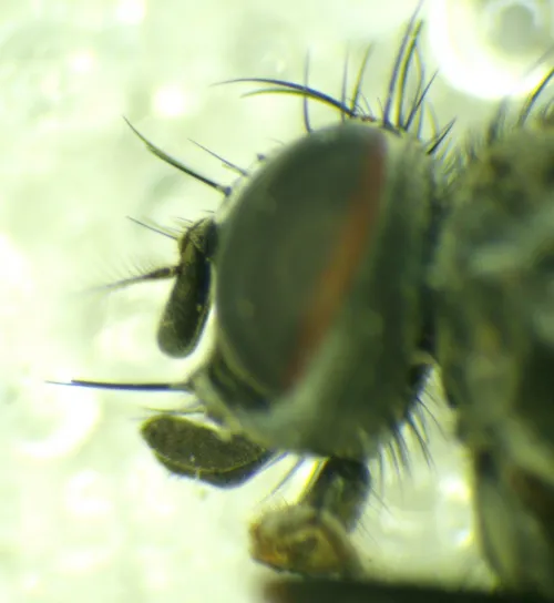 Phaonia palpata - photo 5
