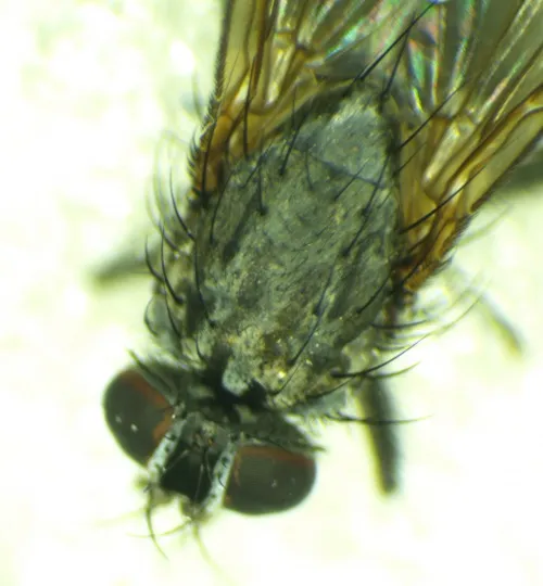 Phaonia palpata - photo 6